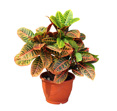 ต้นไม้มงคล 13.jpg