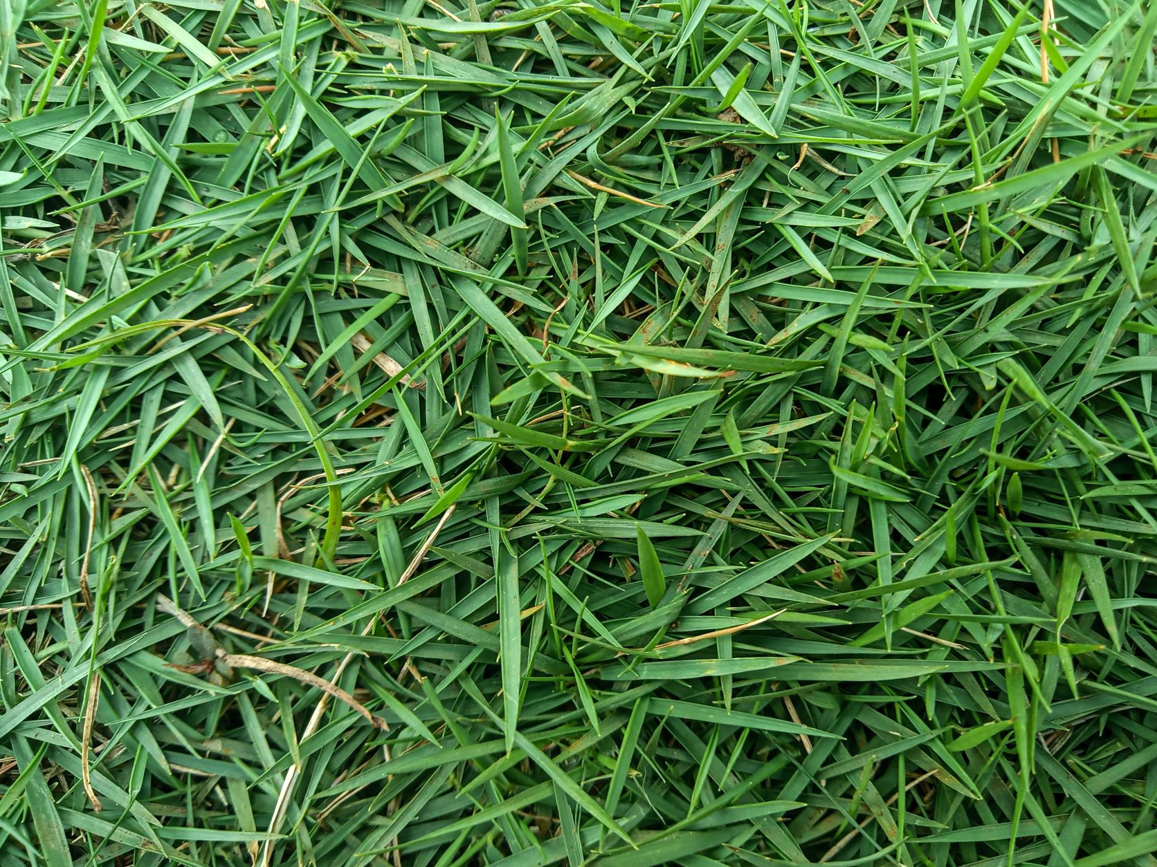 หญ้าญี่ปุ่น.jpg