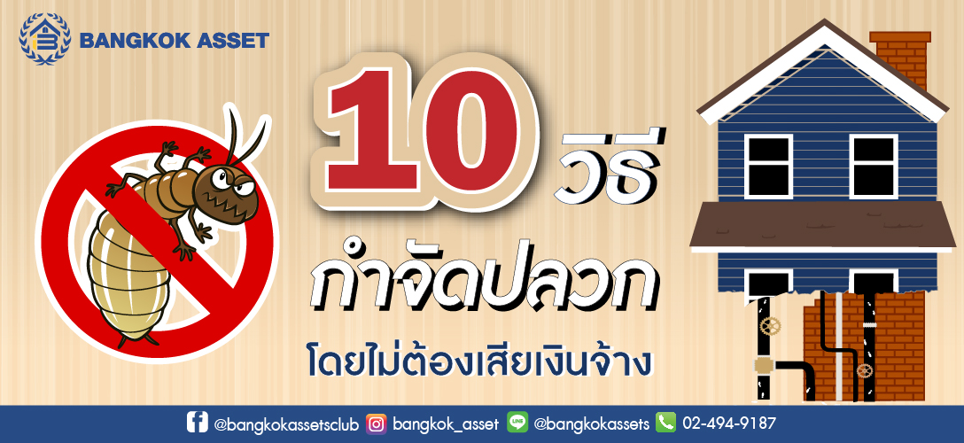 10 วิธีกำจัดปลวก โดยไม่ต้องเสียเงินจ้าง.jpg