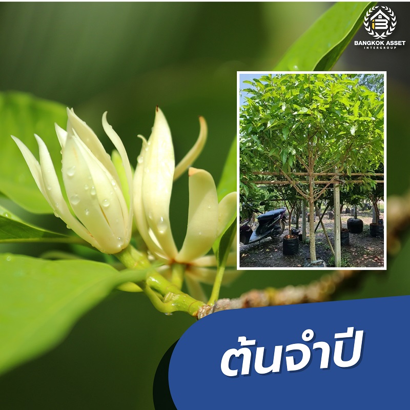 9ต้นไม้ใหญ่ที่ปลูกในบ้านได้ รากไม่ทำลายโครงสร้าง-06.jpg