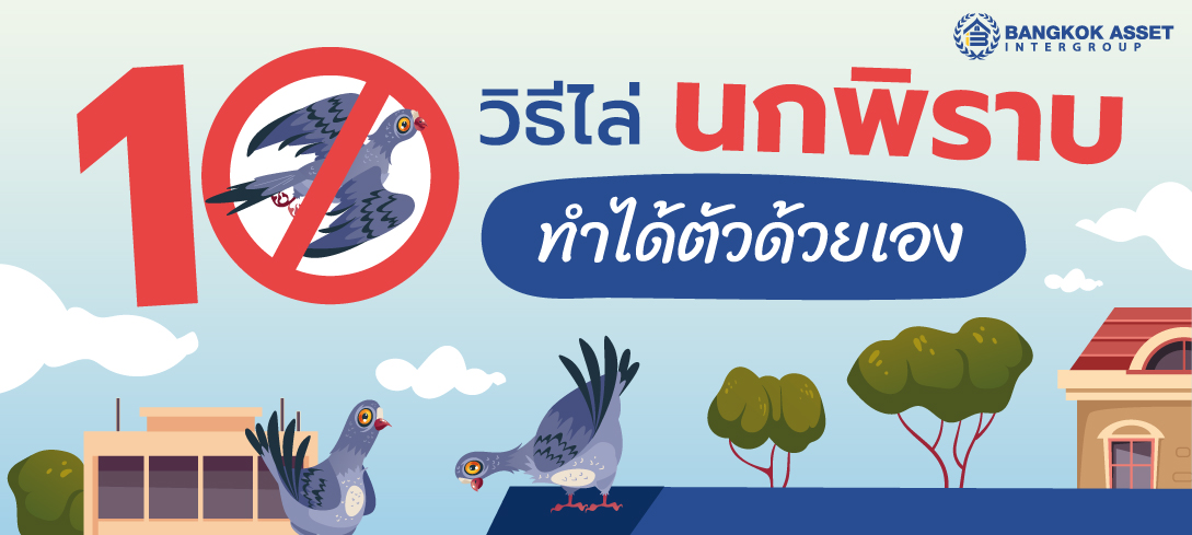 10 วิธีไล่นกพิราบ บนระเบียงและหลังคาบ้าน ทำได้ตัวด้วยเอง