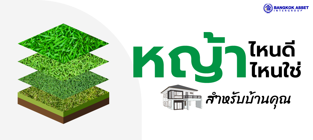 หญ้าไหนดี หญ้าไหนใช่สำหรับบ้านคุณ