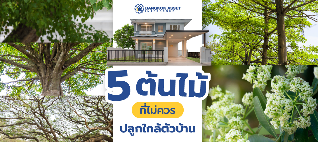 5 ต้นไม้ที่ไม่ควรปลูกใกล้ตัวบ้าน