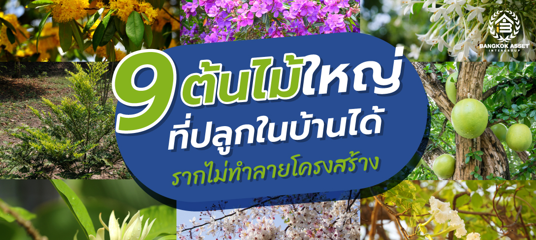 9 ต้นไม้ใหญ่ที่ปลูกในบ้านได้ รากไม่ทำลายโครงสร้าง 