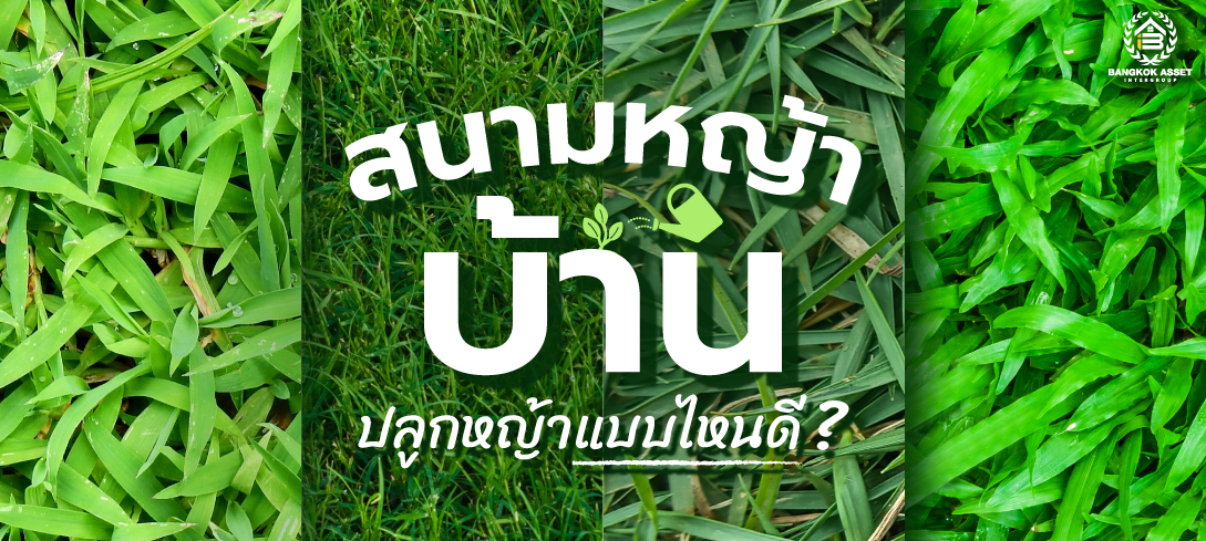 สนามหญ้าบ้าน ปลูกหญ้าแบบไหนดี  