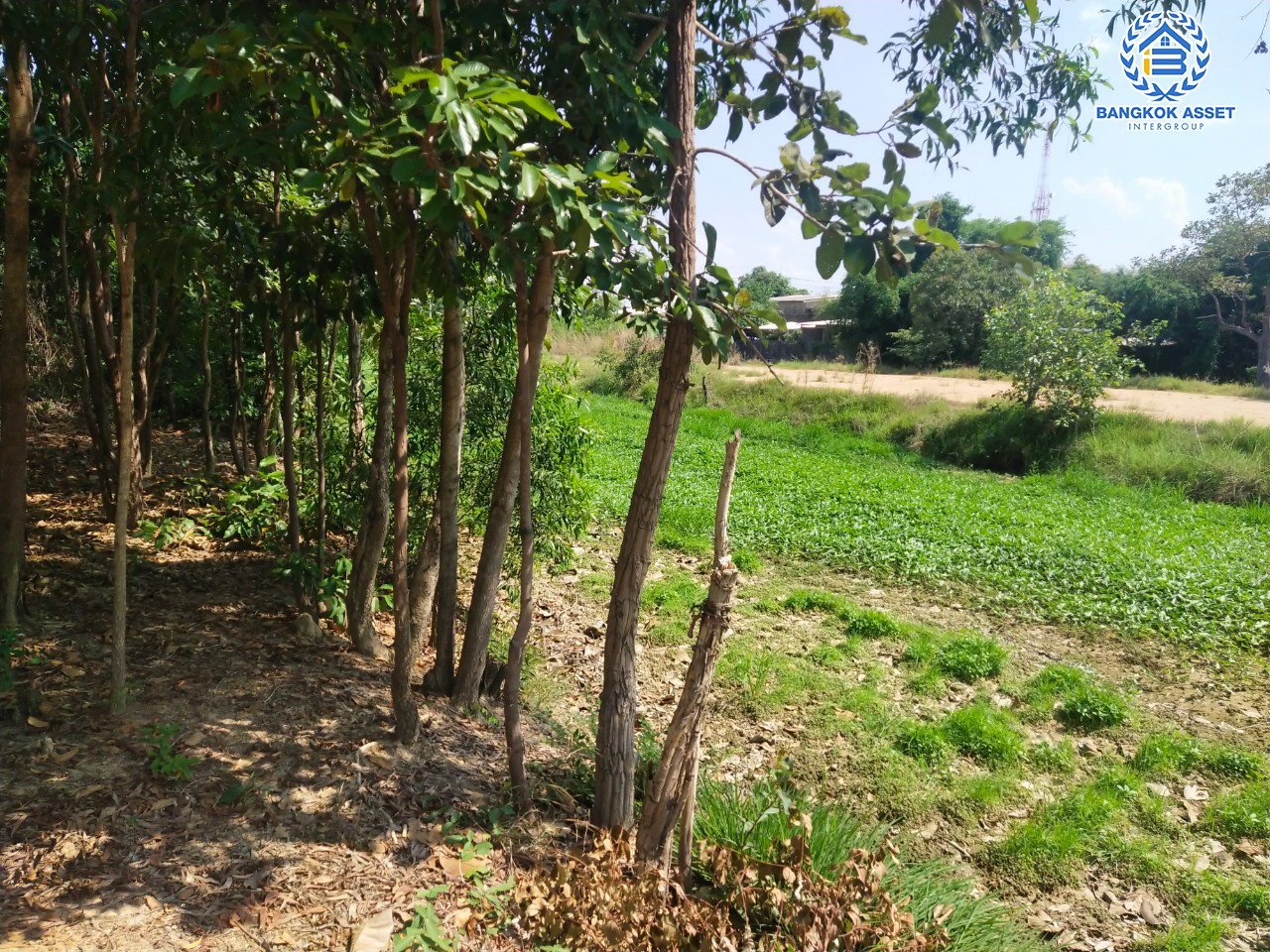 *****ที่ดินเปล่าทำเลยโสธร ที่ดินเปล่าซอยผักกาดเขียว ทำเลตัวเมืองยโสธร เนื้อที่ขนาด 74 ตร.ว. (หน้ากว้าง 12 เมตร) หน้าที่ดินติดถนนจักรวรรดิ สามารถสร้างเป็นที่อยู่อาศัยในช่วงบั้นปลายชีวิต ใกล้สวนสาธารณะพญาแถน และโรงพยาบาลยโสธร ราคาคุ้มสุดไม่ถึง 1 ล้าน!!