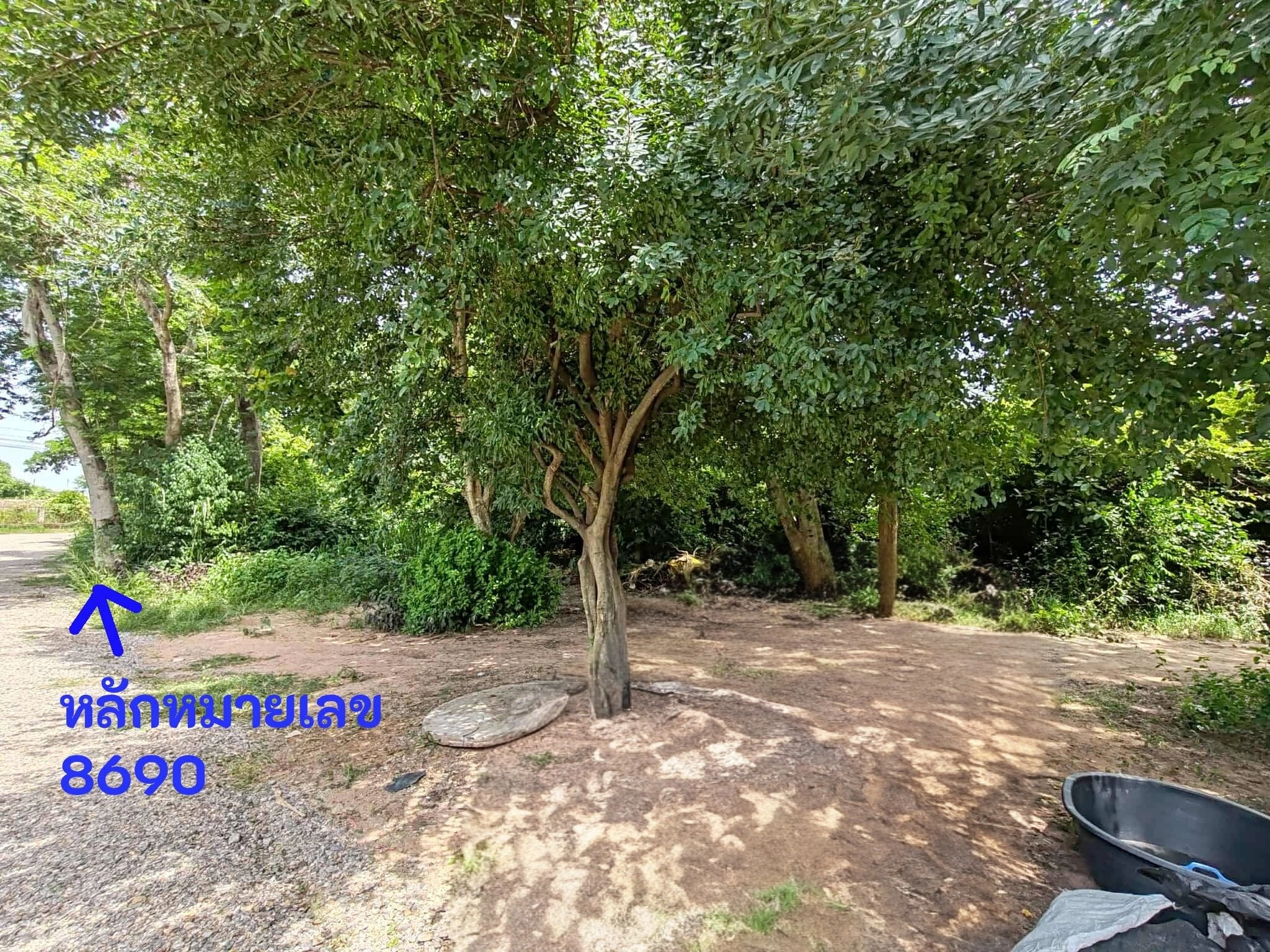 ขายที่ดิน โนนฝรั่ง หัวทะเล นครราชสีมา