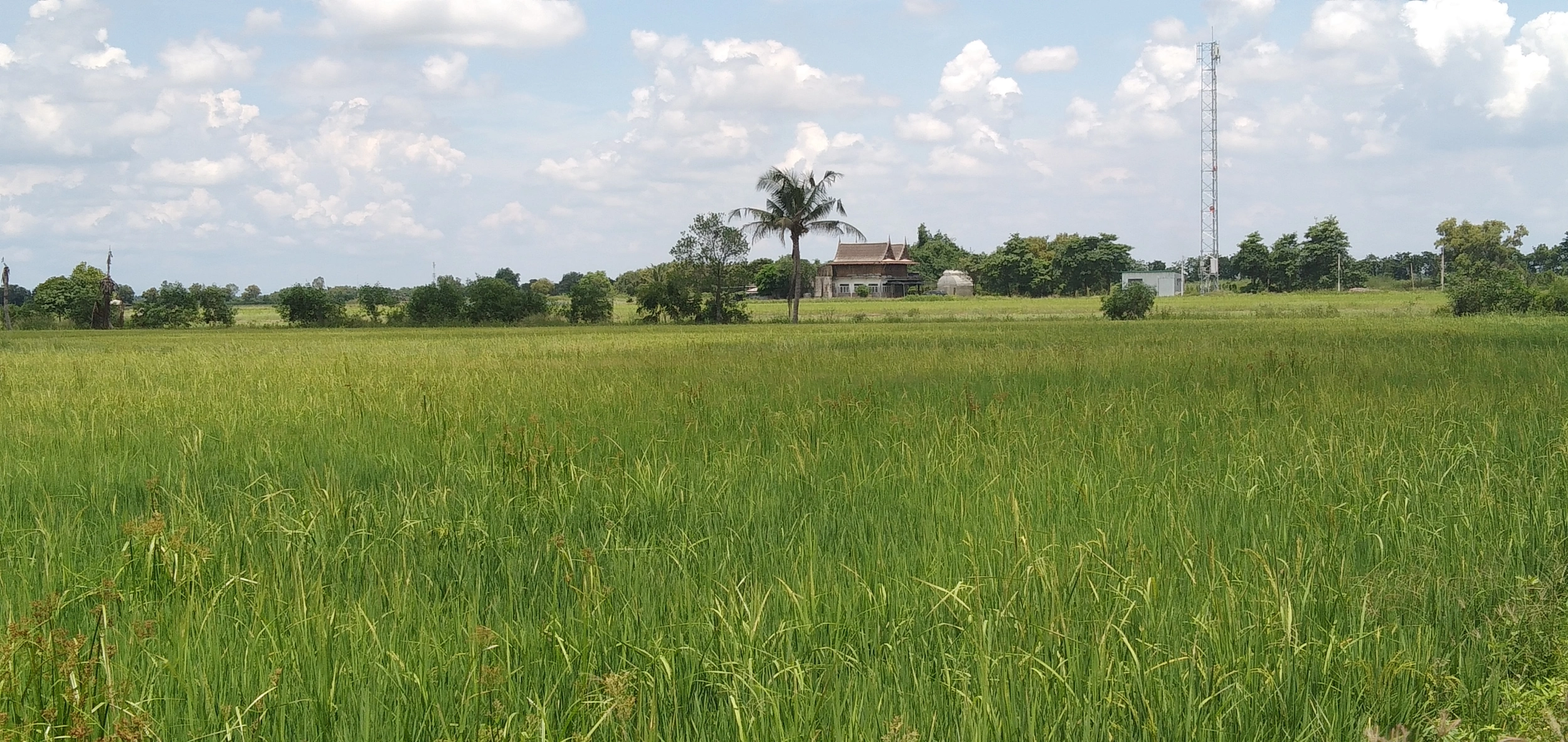 ขายที่ดิน คลอง 21 อำเภอบางน้ำเปรี้ยว จังหวัดฉะเชิงเทรา