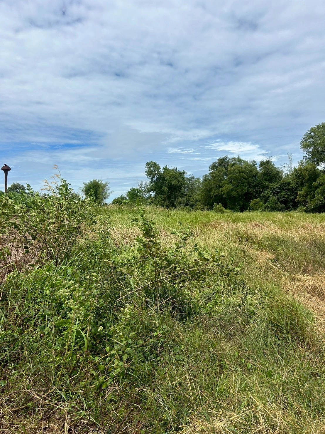 ขายที่ดินเปล่า 21-0-31 ไร่ ติดถนนสุวรรณเกสร ต.โพธิ์งาม อ.ประจันตคาม จ.ปราจีนบุรี ราคา 22,000,000 บาท