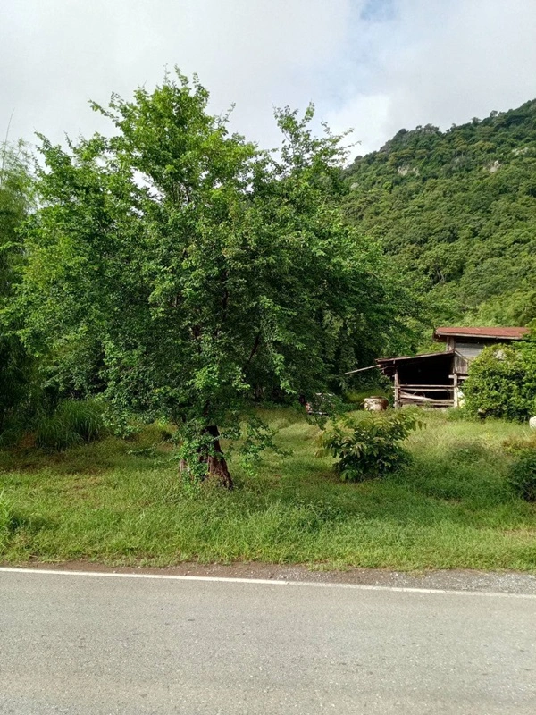 ขายด่วน! ที่ดินเปล่า ทำเลดี ใกล้เมืองนครสวรรค์ เนื้อที่ 160 ตร.ว. โทร 092-6869618