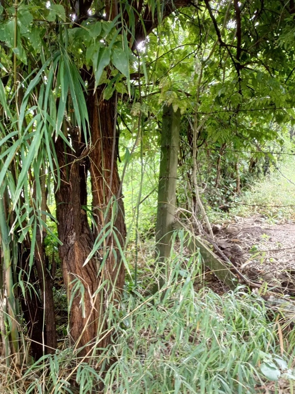 ขายด่วน! ที่ดินเปล่า ทำเลดี ใกล้เมืองนครสวรรค์ เนื้อที่ 160 ตร.ว. โทร 092-6869618