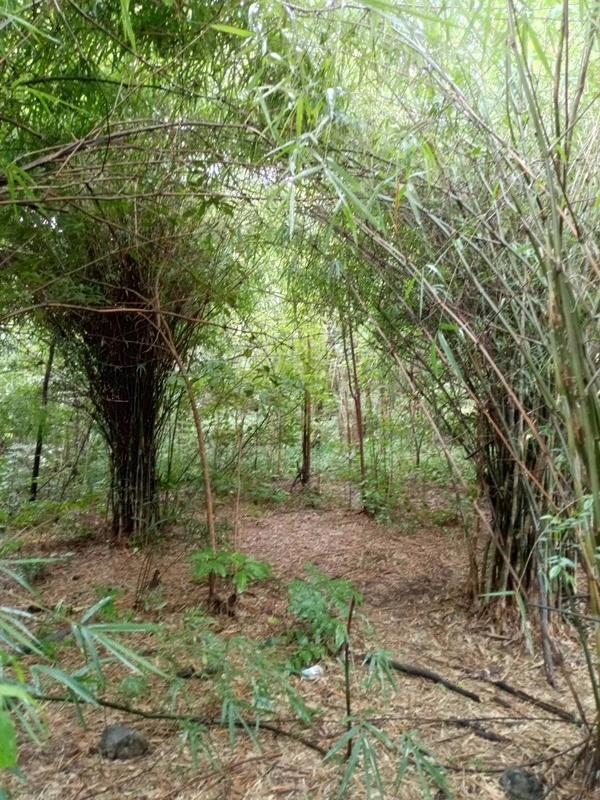 ขายด่วน! ที่ดินเปล่า ทำเลดี ใกล้เมืองนครสวรรค์ เนื้อที่ 160 ตร.ว. โทร 092-6869618