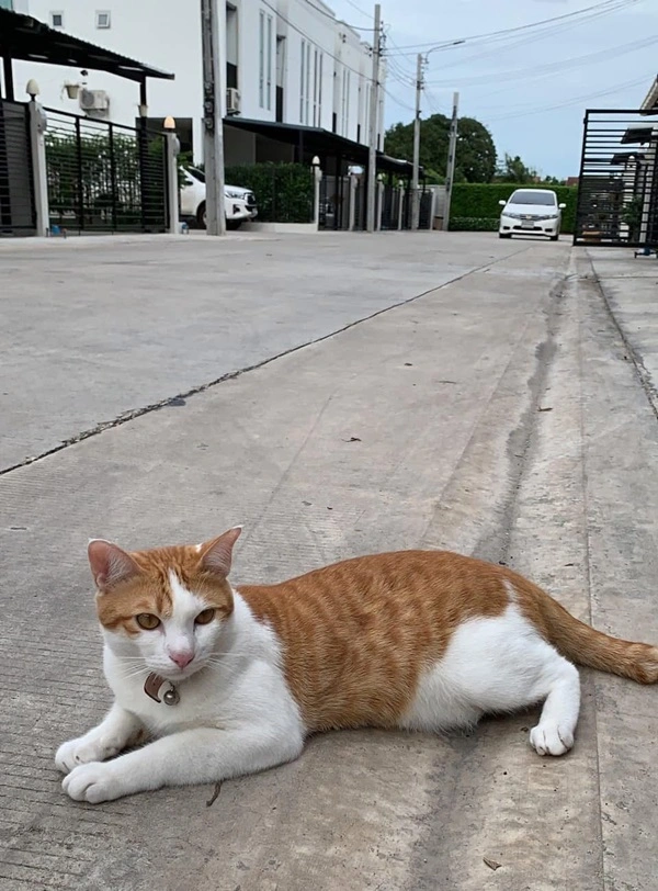 ปล่อยเช่าทาวโฮม2ชั้น ถนนเทิดราชัน เขตดอนเมือง เพียง7นาทีจากสนามบินดอนเมือง พื้นที่ใช้สอยในบ้านมากถึง 122 ตร.ม.