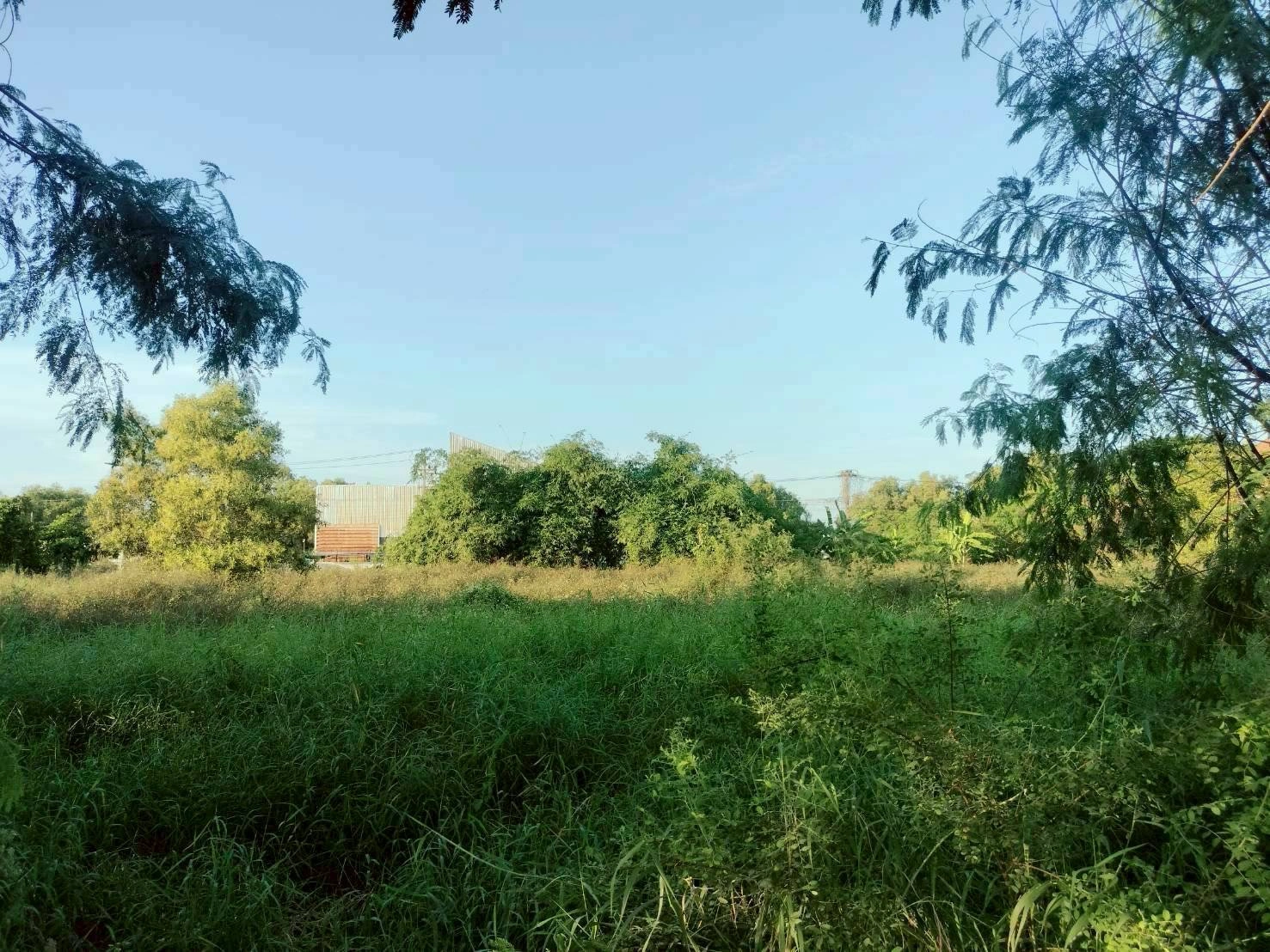 ขายถูกที่ดินใกล้วัดธรรมกาย 204  ตรว ติดถนนคอนกรีตสาธารณะ ซ.คลองสาม 10/15 อ.คลองหลวง จ.ปทุมธานี