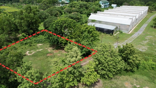 ที่ดิน 200 ตารางวา มีโฉนด ถมเต็มพื้นที่ หน้าโรงพยาบาลปากพลี ขาย 7 แสนบาทพร้อมดอน