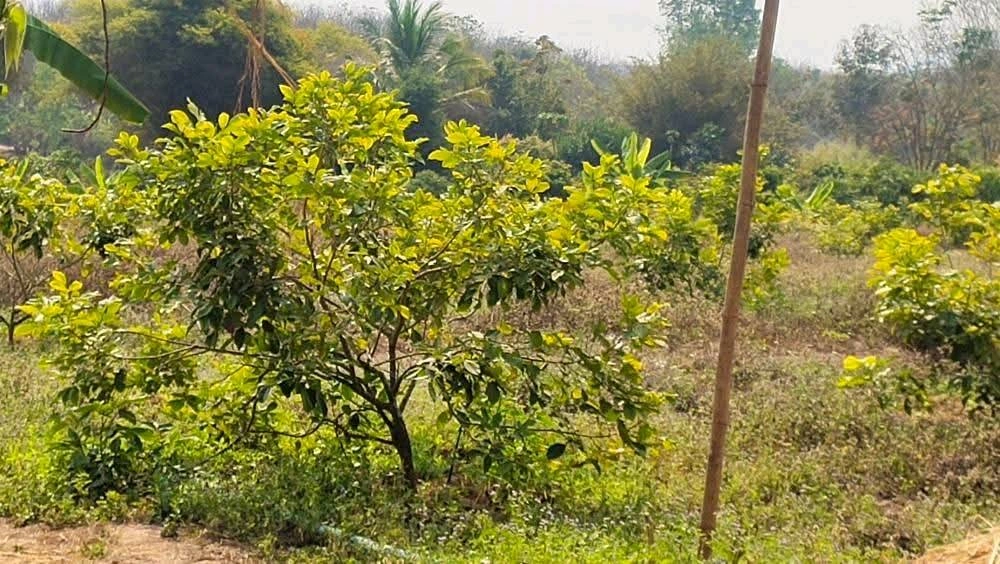 ขายที่ดิน 8 ไร่ 3 งาน (โฉนดครุฑแดง) ต.ภูหอ อ.ภูหลวง ติดถนน เจ้าของขายเอง