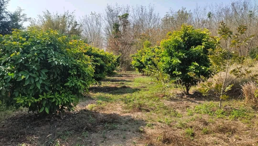 ขายที่ดิน 8 ไร่ 3 งาน (โฉนดครุฑแดง) ต.ภูหอ อ.ภูหลวง ติดถนน เจ้าของขายเอง