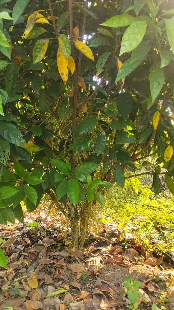 ขายที่ดิน 8 ไร่ 3 งาน (โฉนดครุฑแดง) ต.ภูหอ อ.ภูหลวง ติดถนน เจ้าของขายเอง