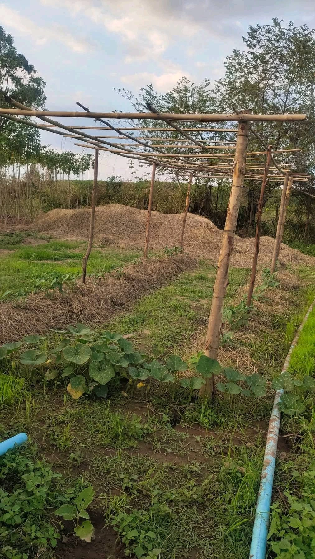 ขายที่ดิน 8 ไร่ 3 งาน (โฉนดครุฑแดง) ต.ภูหอ อ.ภูหลวง ติดถนน เจ้าของขายเอง