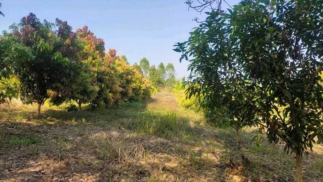 ขายที่ดิน 8 ไร่ 3 งาน (โฉนดครุฑแดง) ต.ภูหอ อ.ภูหลวง ติดถนน เจ้าของขายเอง