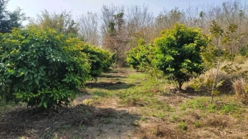 ขายที่ดิน 8 ไร่ 3 งาน (โฉนดครุฑแดง) ต.ภูหอ อ.ภูหลวง ติดถนน เจ้าของขายเอง