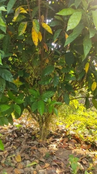 ขายที่ดิน 8 ไร่ 3 งาน (โฉนดครุฑแดง) ต.ภูหอ อ.ภูหลวง ติดถนน เจ้าของขายเอง