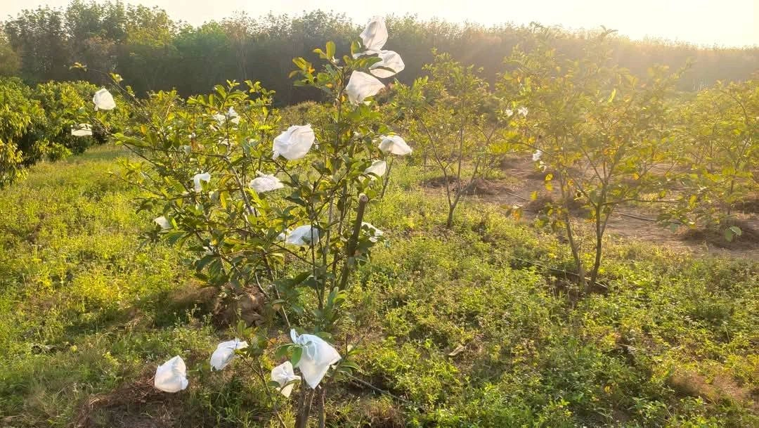 ขายที่ดิน 8 ไร่ 3 งาน (โฉนดครุฑแดง) ต.ภูหอ อ.ภูหลวง ติดถนน เจ้าของขายเอง