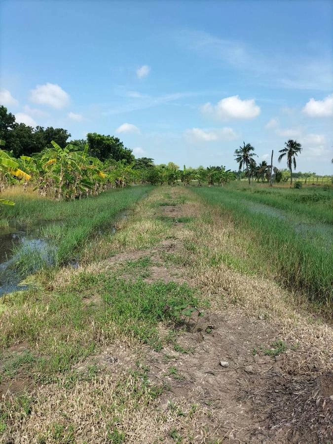 ขายที่ดินติดถนนลำลูกกาคลอง13