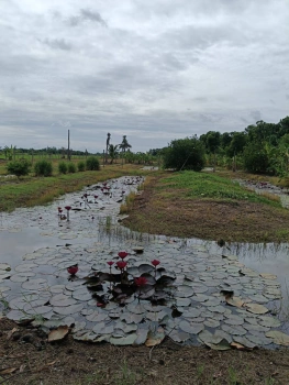 ขายที่ดินติดถนนลำลูกกาคลอง13