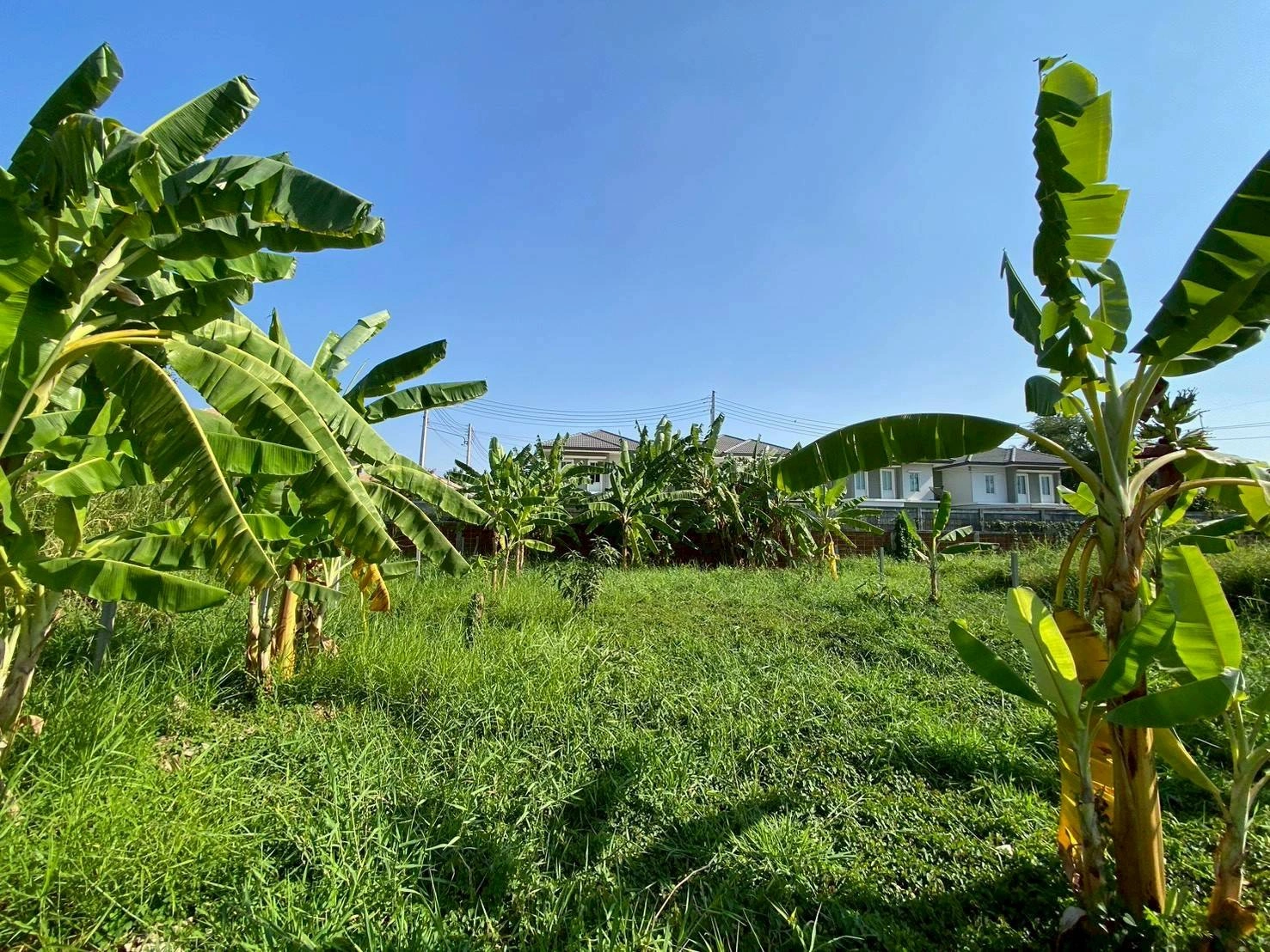 ขายต่ำกว่าประเมิน ที่ดินหมู่บ้านปาริชาต 76 ตรว ถมแล้วทั้งแปลง โซน A62/1 ถนน 345 อ.เมืองปทุมธานี จ.ปทุมธานี