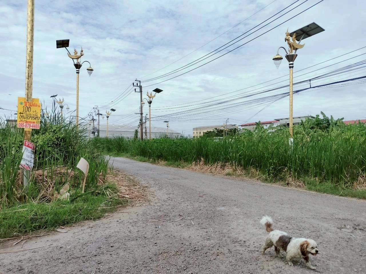 ขายด่วนที่ดินราชาเทวะ 100 ตรว ทำเลดี มีอนาคต  ซ.กิ่งแก้ว 45 อ.บางพลี จ.สมุทรปราการ