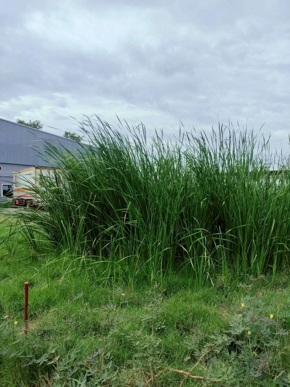 ขายด่วนที่ดินราชาเทวะ 100 ตรว ทำเลดี มีอนาคต  ซ.กิ่งแก้ว 45 อ.บางพลี จ.สมุทรปราการ