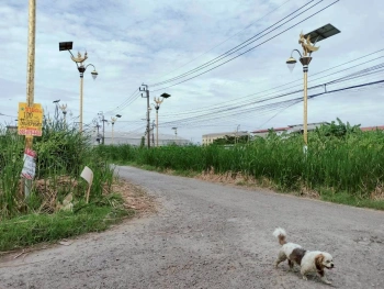 ขายด่วนที่ดินราชาเทวะ 100 ตรว ทำเลดี มีอนาคต  ซ.กิ่งแก้ว 45 อ.บางพลี จ.สมุทรปราการ