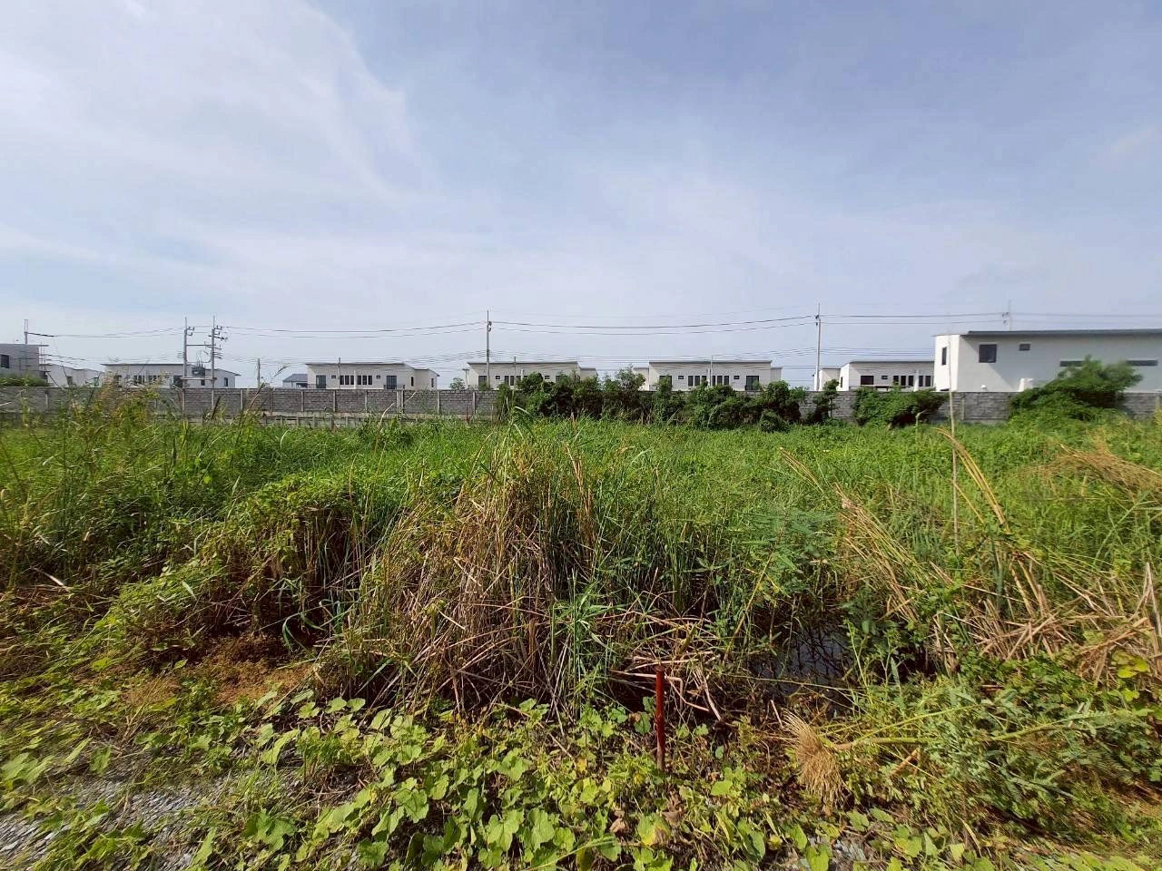 ขายด่วนที่ดินซอยวัดคลองตาคล้าย 128 ตรว ติดถนนสาธารณะ อ.ไทรน้อย จ.นนทบุรี