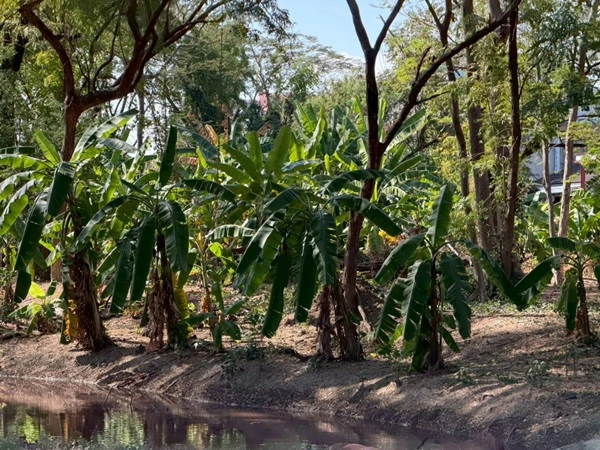 ขายที่ดินพหลโยธิน 35 แยก 19 ซอยสังข์ทอง 9 (พื้นที่สีส้ม) เนื้อที่ 6‑0‑69 ไร่ ใกล้เมเจอร์รัชโยธิน โทร 090-6360022