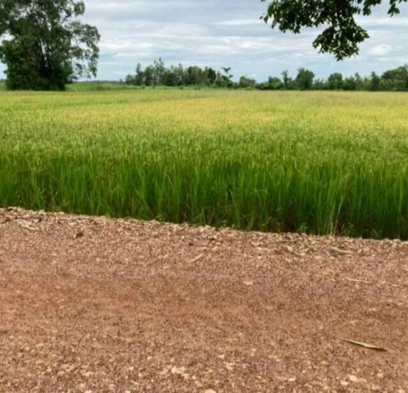 ขายที่ดินสวยราคาถูก ในตำบลไตรตรึงษ์ อำเภอเมืองกำแพงเพชร ติดถนนสองด้าน ติดทางสาธารณะ