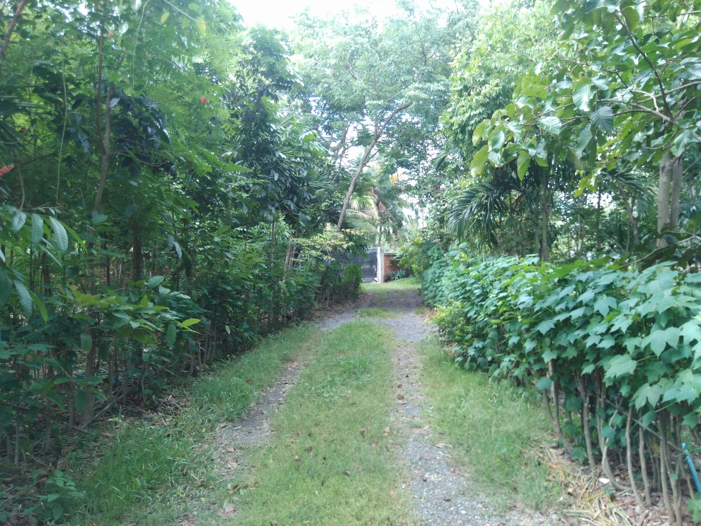 ขายที่ดิน 7 ไร่ คลอง 11 พร้อมบ้าน บ่อ และร่องสวนดั้งเดิม อำเภอหนองเสือ จังหวัดปทุมธานี