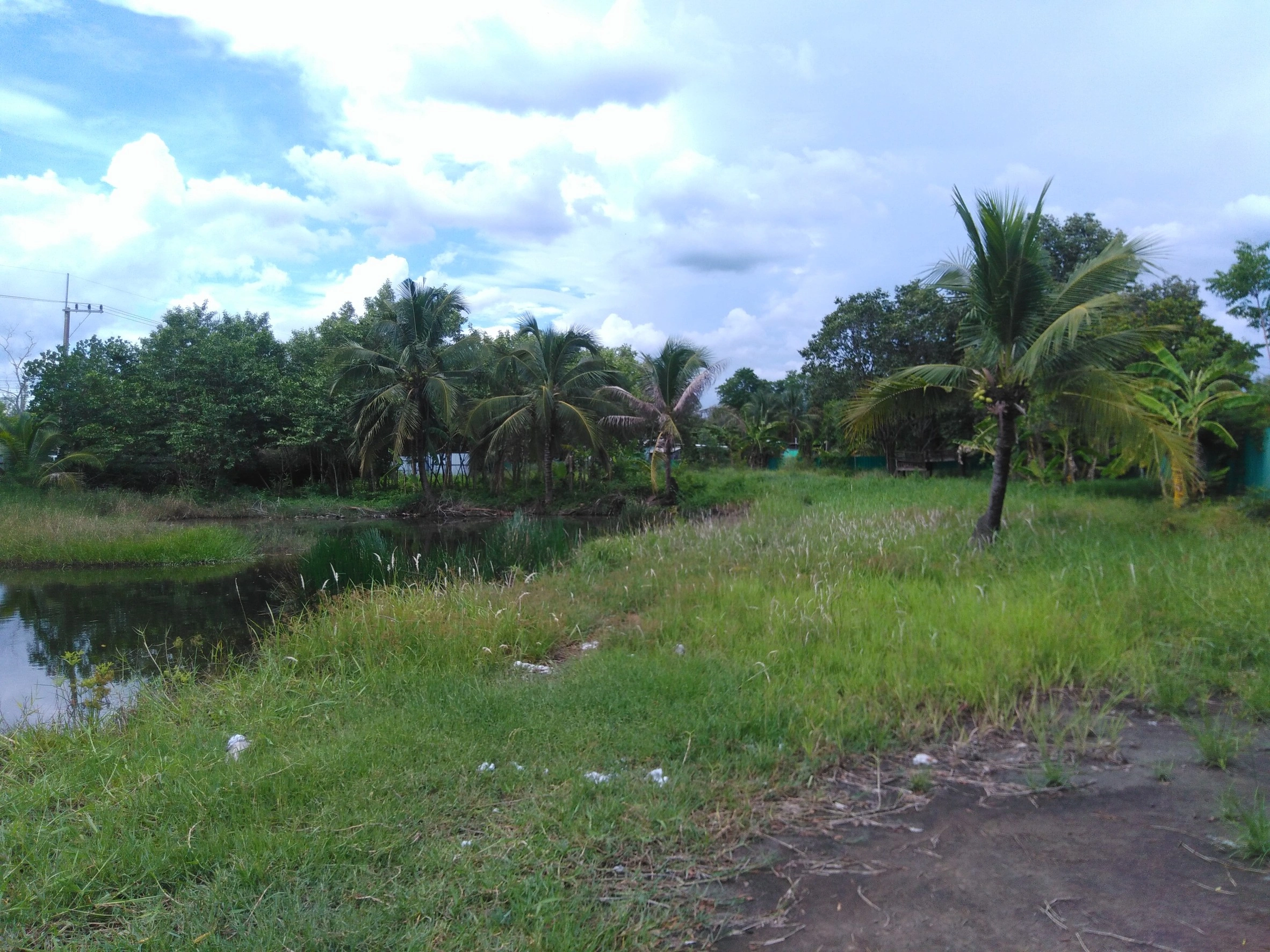 ขายที่ดิน 7 ไร่ คลอง 11 พร้อมบ้าน บ่อ และร่องสวนดั้งเดิม อำเภอหนองเสือ จังหวัดปทุมธานี