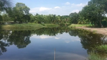 ขายที่ดิน 7 ไร่ คลอง 11 พร้อมบ้าน บ่อ และร่องสวนดั้งเดิม อำเภอหนองเสือ จังหวัดปทุมธานี