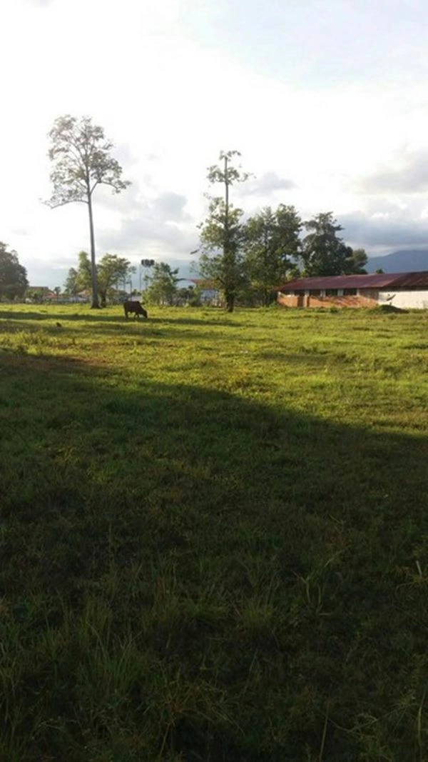 ขายที่ดินด่วนๆ ลดราคา 15 ไร่ ไคสี เมืองบึงกาฬ ใกล้สะพานมิตรภาพ ไทย-ลาว อยู่ติด ถ.ชยางกูร ติดทางเข้าวัดอาฮงศิลาวาส โทร 0632897879