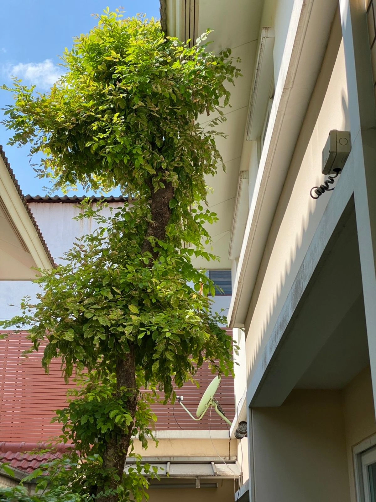 ขายบ้านสวย   คาซ่า แกรนด์ เอกมัย-รามอินทรา