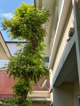 ขายบ้านสวย   คาซ่า แกรนด์ เอกมัย-รามอินทรา