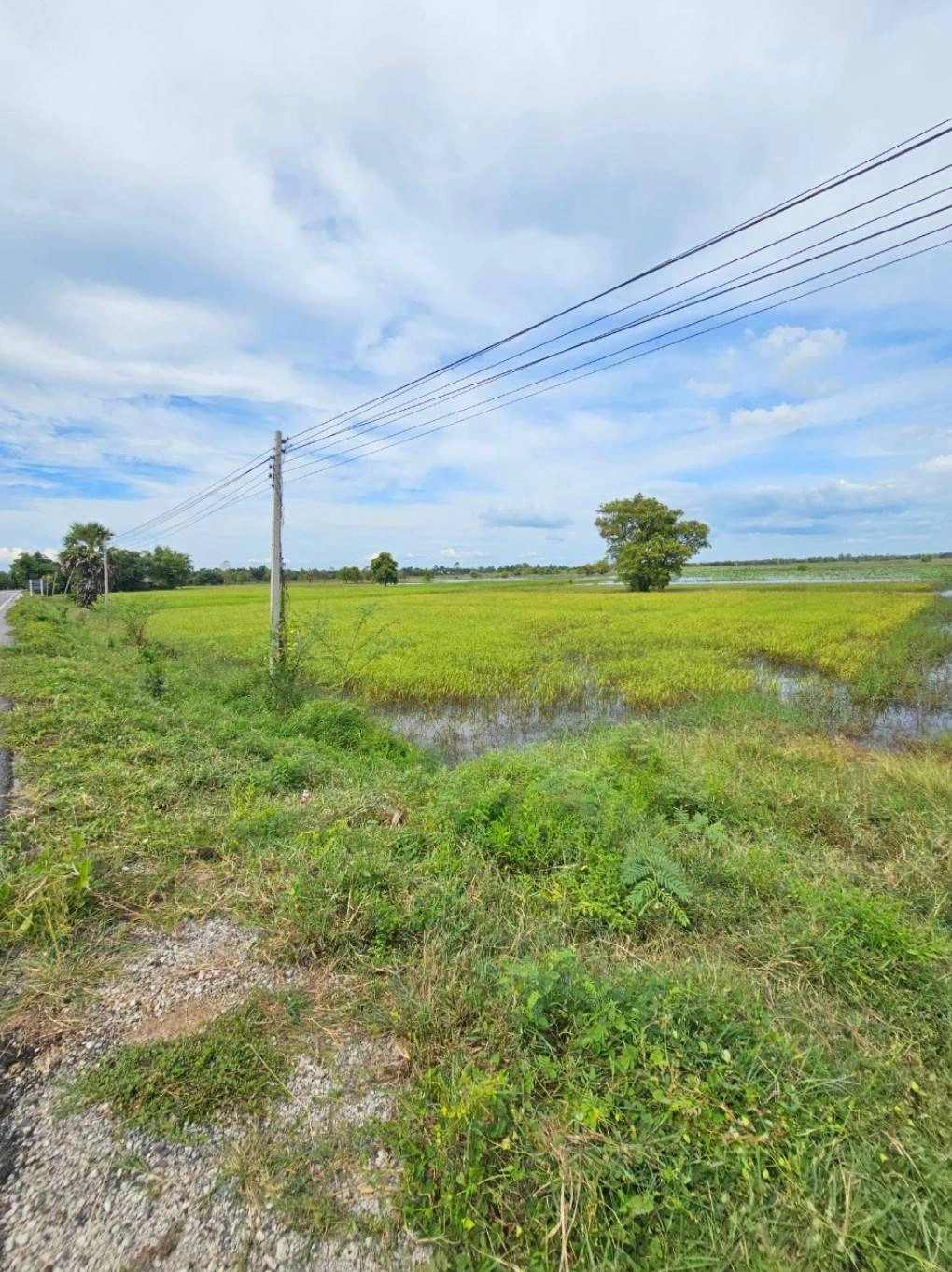 ขายที่ดิน สวย วิวธรรมชาติ 4ไร่ 2งาน 80ตรว. อ.กันทรวิชัย มหาสารคาม