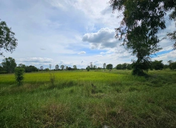 ขายที่ดิน จังหวัดมหาสารคาม ติดทางสาธารณะ เนื้อที่ 4 ไร่ 3 งาน 4 ตารางวา