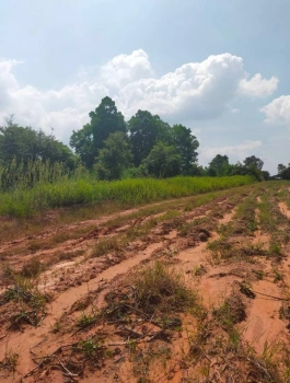 ขายที่ดิน โฉนด น.ส.3ก. อยู่ใกล้ชุมชนห้วยยายจิ๋ว ชัยภูมิ