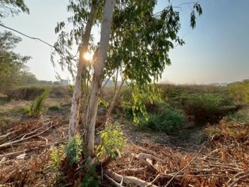 ขายที่ดินแปลงใหญ่ 20 ไร่ 80.40 ตรว. ติดนิคมอุตสาหกรรมโรจนะ 1 ต.คานหาม อ.อุทัย จ.พระนครศรีอยุธยา ราคา 121,100,000 บาท