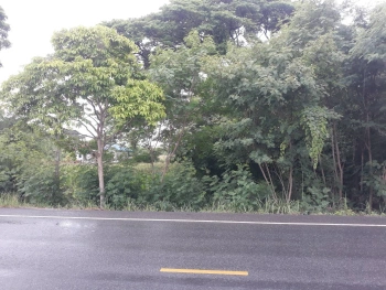 ขายที่ดินเปล่า โอกาสสำหรับนักลงทุน จ.สระบุรี 24 ไร่  15 ล้านบาท