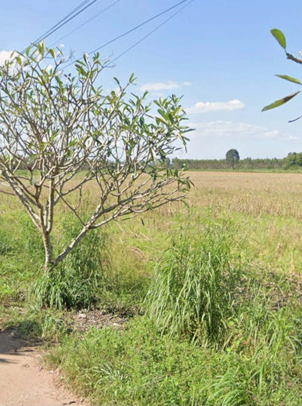 ขายที่ดินสีม่วง 76ไร่  ตินถนนทางหลวง 304 ฉะเชิงเทรา-กบินทร์บุรี